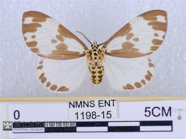 後凸蝶燈蛾藏品圖，第1張