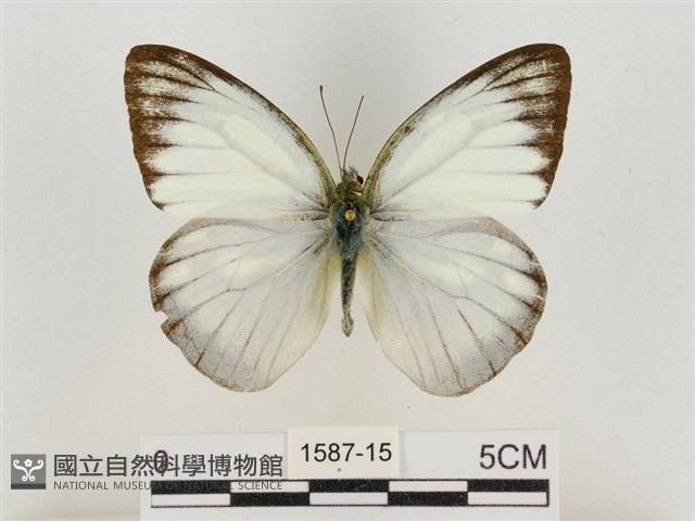淡褐脈粉蝶藏品圖，第1張