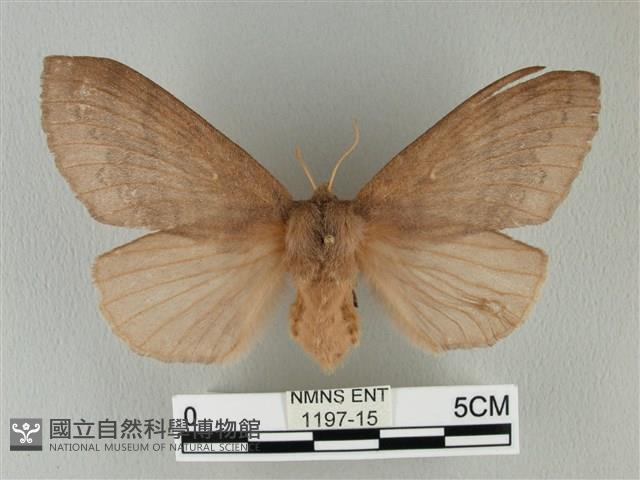 波紋枯葉蛾藏品圖，第1張