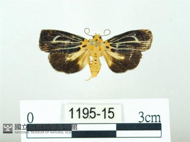 黃肩奇蛾藏品圖，第1張