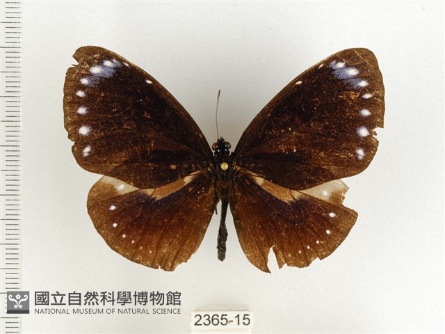 小紫斑蝶藏品圖，第1張