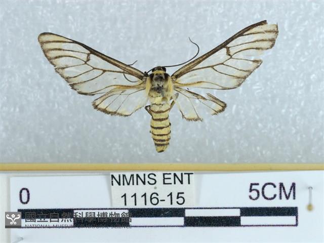 登錄號:001116-00015藏品圖，第1張