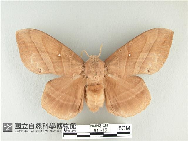 松大毛蟲藏品圖，第1張