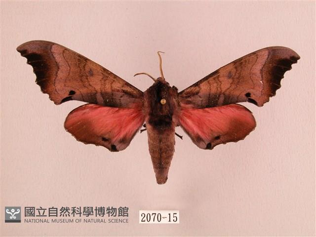 桃紅六點天蛾藏品圖，第1張