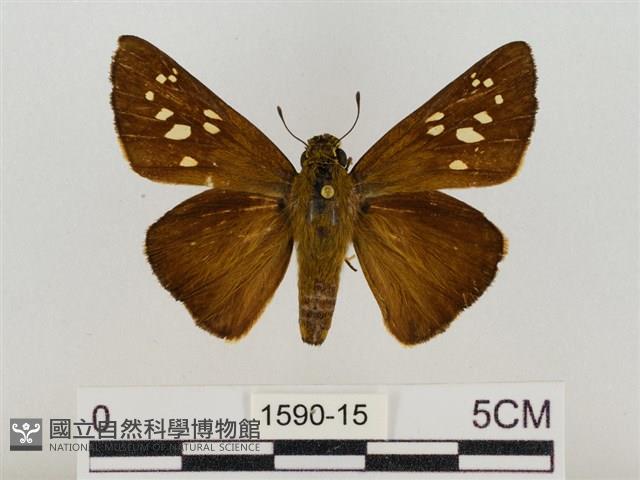 巨褐弄蝶藏品圖，第1張
