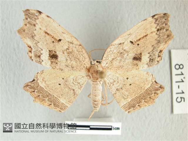 凹角鉤蛾藏品圖，第1張