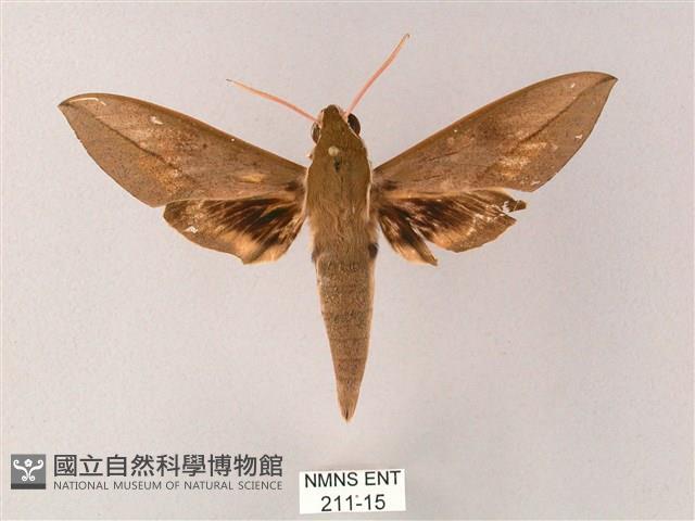 藏斜紋天蛾藏品圖，第1張