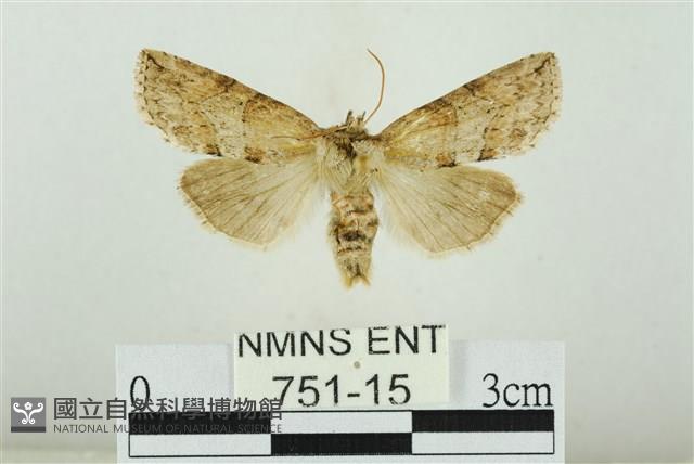 線平波紋蛾藏品圖，第1張