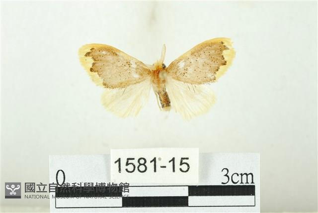 黑翅黃毒蛾藏品圖，第1張