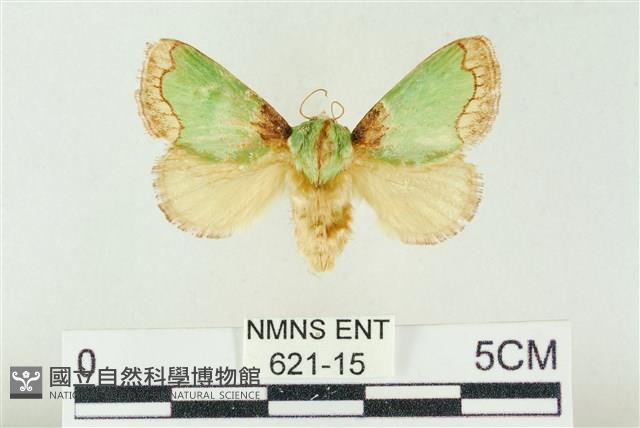 基褐綠刺蛾藏品圖，第1張
