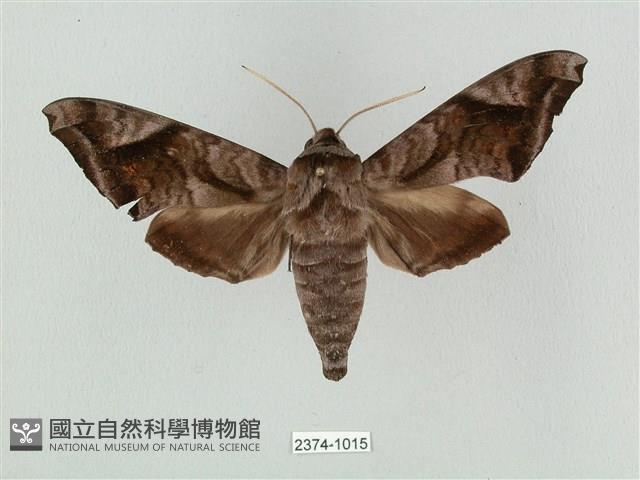 全緣缺角天蛾藏品圖，第1張