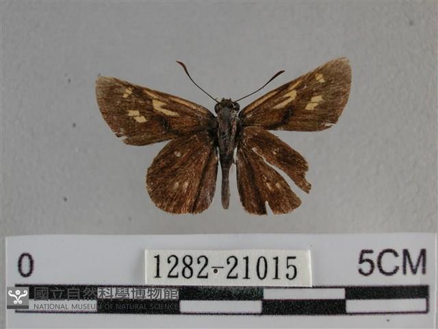 黃星弄蝶藏品圖，第1張