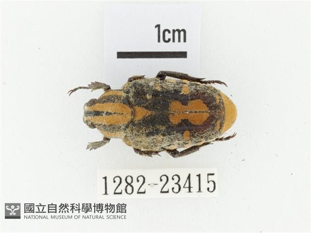 黃斑陷紋金龜藏品圖，第1張