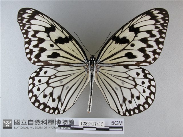 大白斑蝶藏品圖，第1張