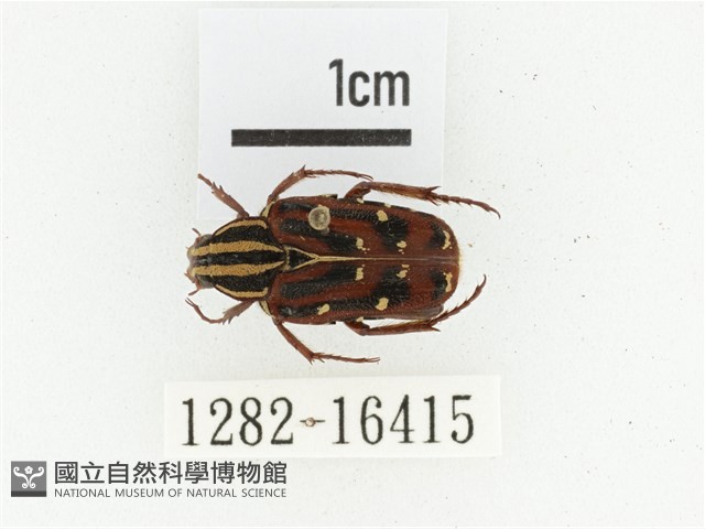 巴蘭陷紋金龜藏品圖，第1張