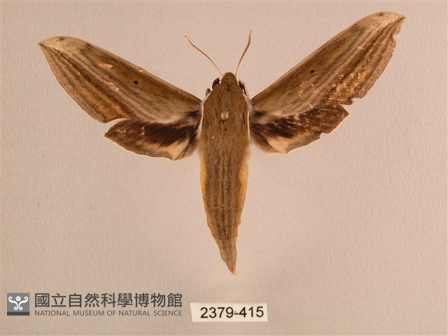 背線天蛾藏品圖，第1張
