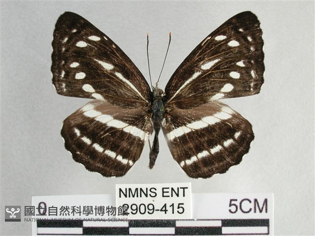 細帶環蛺蝶藏品圖，第1張