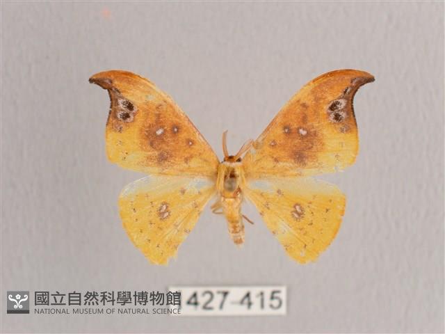銀斑黃鉤蛾藏品圖，第1張