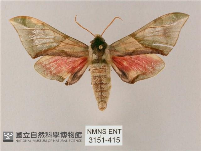 榆綠天蛾藏品圖，第1張