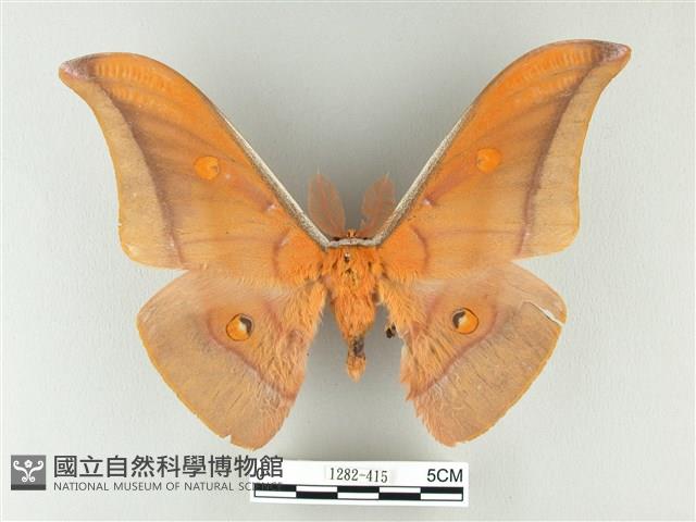 紅目天蠶蛾藏品圖，第1張
