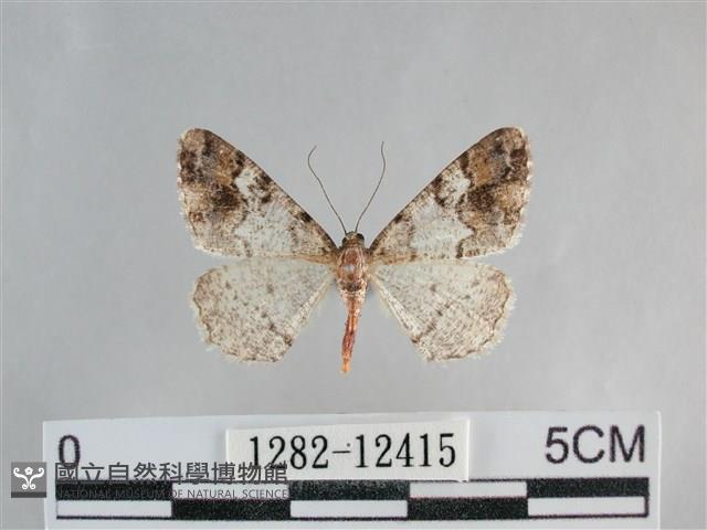 雙峰霜尺蛾藏品圖，第1張