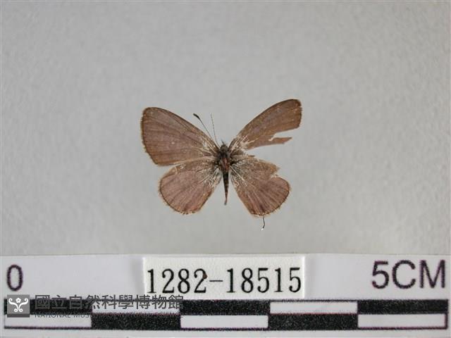 波灰蝶藏品圖，第1張