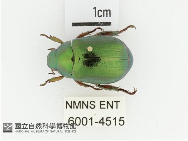 綠艷金龜藏品圖，第1張