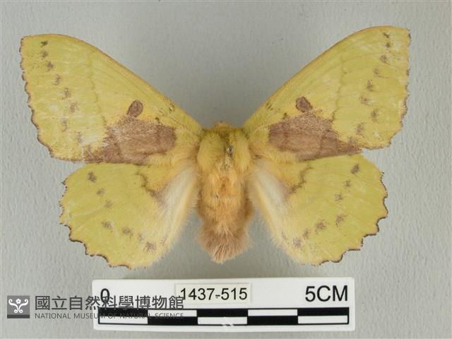 青枯葉蛾藏品圖，第1張