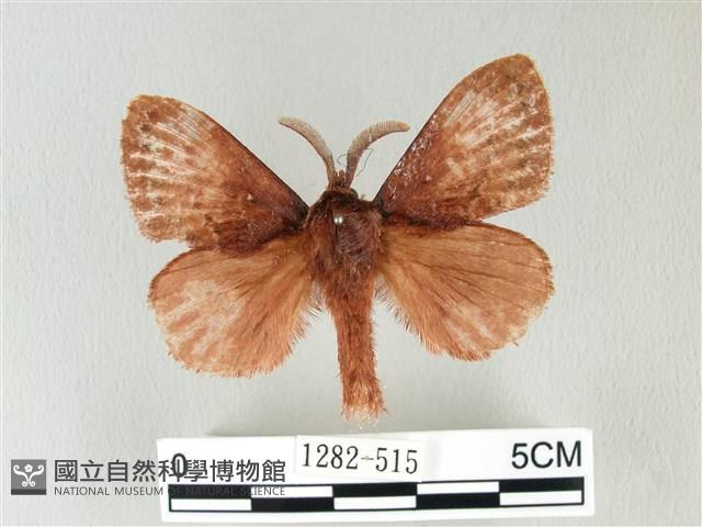 馬尾松枯葉蛾藏品圖，第1張