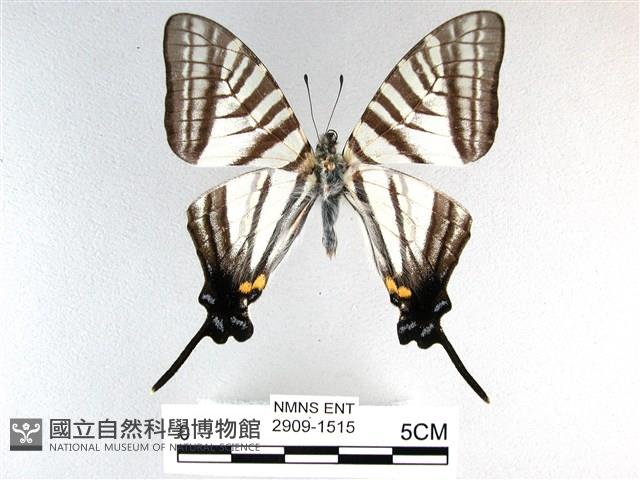劍鳳蝶藏品圖，第1張