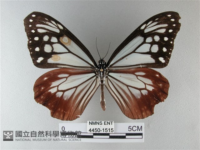 大絹斑蝶藏品圖，第1張