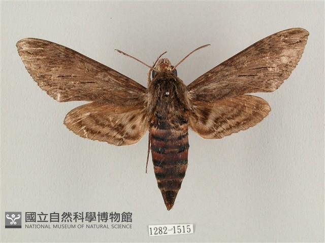 蝦殼天蛾藏品圖，第1張