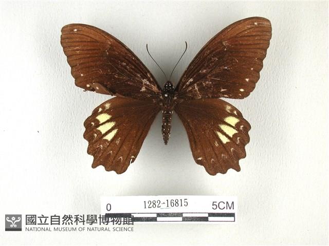 無尾白紋鳳蝶藏品圖，第1張