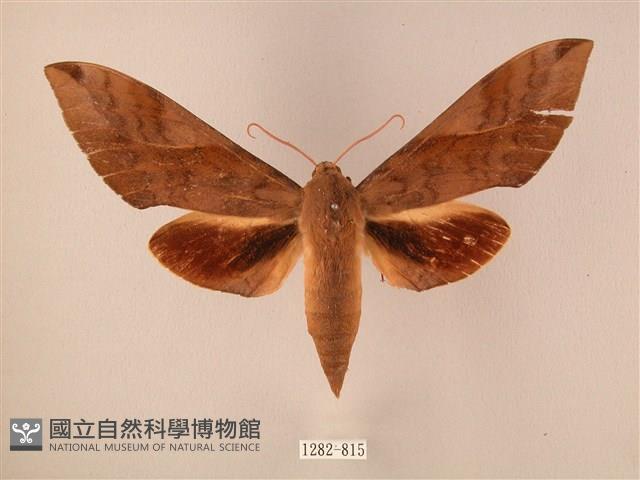 波紋豆天蛾藏品圖，第1張