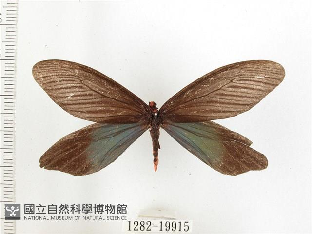 重陽木螢斑蛾藏品圖，第1張