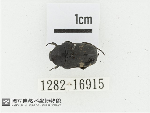 偽橫斑黑花金龜藏品圖，第1張