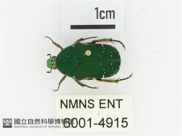 艷邊花金龜藏品圖，第1張