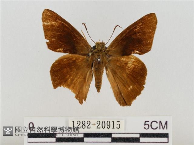 尖翅絨弄蝶藏品圖，第1張