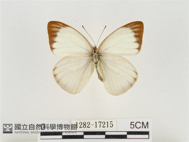 淡褐脈粉蝶藏品圖，第1張