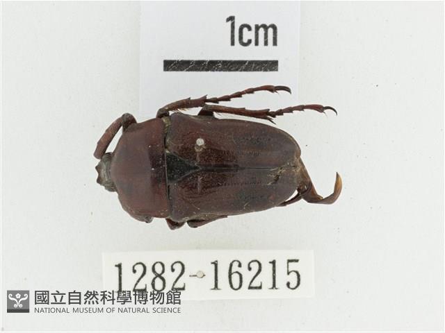 曹德褐騷金龜藏品圖，第1張