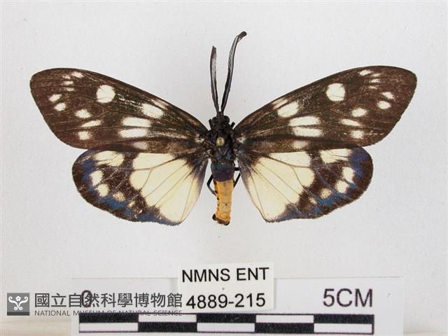 蓬萊茶斑蛾藏品圖，第1張