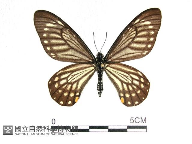 黃星斑鳳蝶藏品圖，第1張