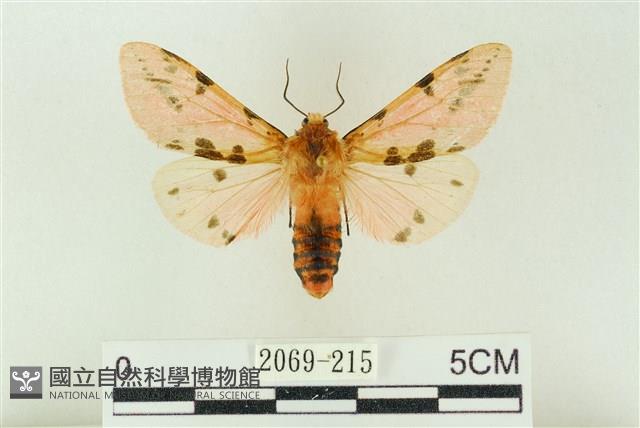 棍棒污燈蛾藏品圖，第1張