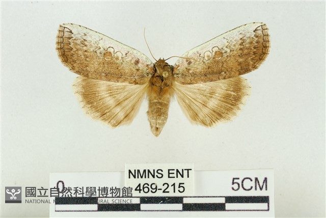 臺洒波紋蛾藏品圖，第1張