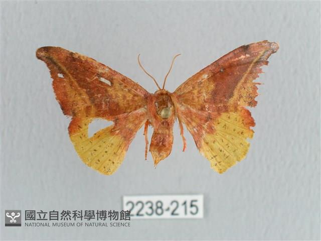 接骨木帶鉤蛾藏品圖，第1張