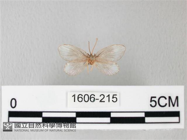 臺灣卵翅蛾藏品圖，第1張