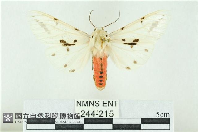 菊池污燈蛾藏品圖，第1張