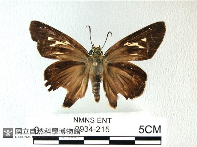 長翅弄蝶藏品圖，第1張