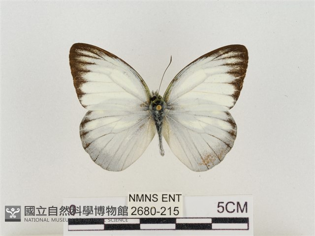 淡褐脈粉蝶藏品圖，第1張