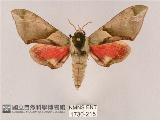 榆綠天蛾藏品圖，第1張